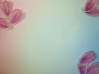 花びら