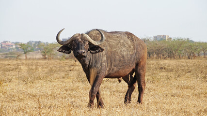 African buffalo graze on the green plains of the Kenyan savannah in the Maasai Mara National Park. Bull in the meadow. Male buffalo in the pasture.