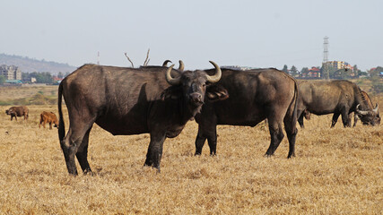 A herd of African buffalo grazes on a green pasture in the African savannah in a national park in Kenya. African buffaloes in the wild.