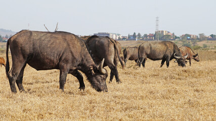A herd of African buffalo grazes on a green pasture in the African savannah in a national park in Kenya. African buffaloes in the wild.