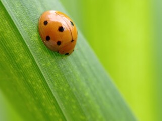 ladybug on green leaf