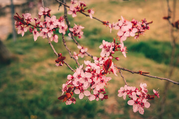 pink cherry blossoms
