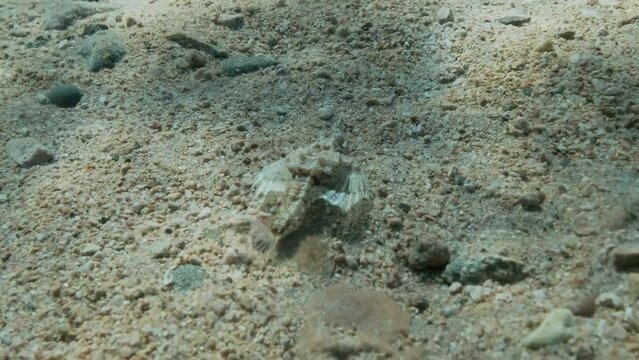 Seamoth moves on the sandy bottom in shallow water in sun rays. Pegasus, Little Dragonfish or Common Seamoth (Eurypegasus draconis). 4K-60fps