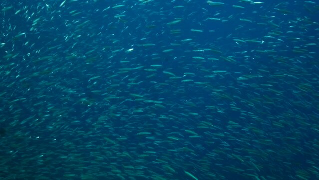 A large shoal of Blue sprat, Delicate round herring or blueback sprat (Spratelloides delicatulus). Massive school of small fish swims in the blue water in sunrays. 4K-60fps