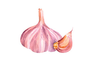 Watercolor garlic. Rastr vegetable illustration for a cookbook, ingredients of recipes, advertising, cards for children and botanical magazines. Natural and organic agriculture.