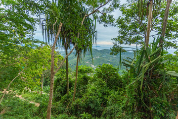 Beautiful panoramic view from the high point of the rainforest to the ocean