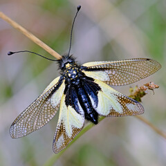 Fototapeta na wymiar Ascalafo, Libelloides coccajus