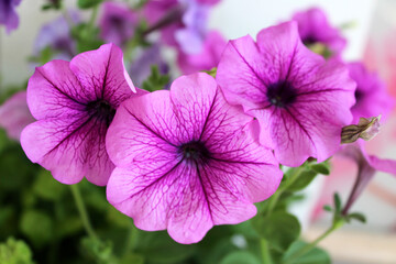 three purple petunia flowers close-up magic seedlings