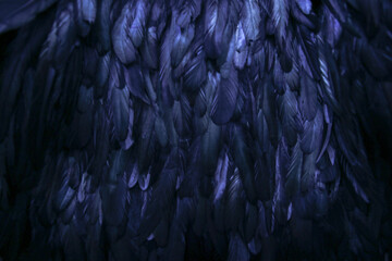 Purple abstract feather background, beautiful feathers shine in the dark