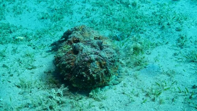 Close-up of the Stonefish lies on sandy bottom covered with green seagrass. Camera moves around the object. Reef Stonefish (Synanceia verrucosa). 4K-60fps