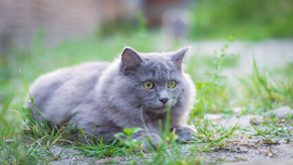 Naklejka na ściany i meble Cute persian cat playing in the yard in the sun