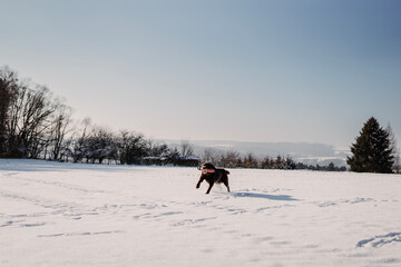 Running labrador retriever in a snow