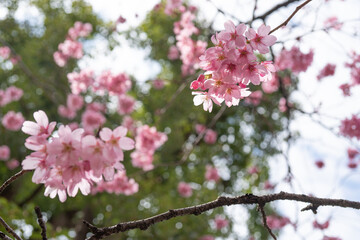 桜