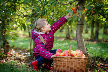 Little preschool girl in colorful clothes with basket of red apples in organic orchard. Happy...