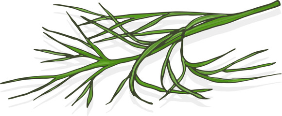 Dill Leaf Hand Drawn Illustration