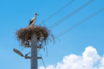 Stork in the nest. In the background is blue sky