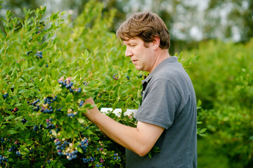Naklejka na ściany i meble Middle-aged man picking fresh berries on blueberry field. Man pick blue berry on organic orchard farm. People farming and gardening. Summer family fun. Healthy bio food.