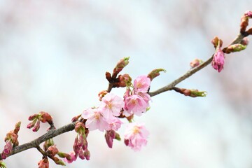 サクラ