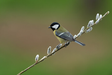 Great tit sitting on a branch