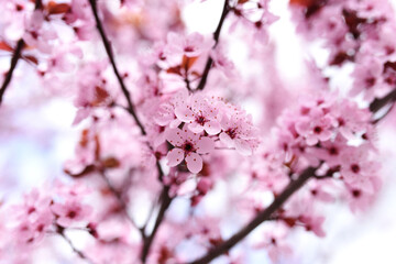 albero fiorito primavera