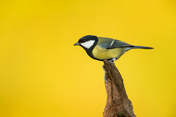 Fototapeta premium Great tit sitting on a branch