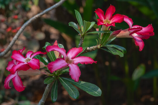 Closeup view of bright red and pink white flowers of adenium obesum aka desert rose outdoors in tropical garden