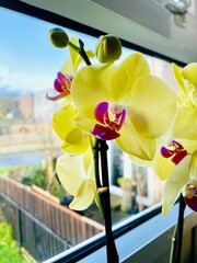 orchid in the garden © Housman