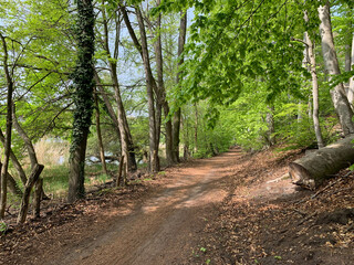 Waldlandschaft Griebnitzsee Uferweg Hirschberg Klein-Glienicke Berlin