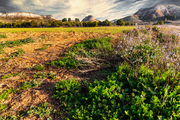 Campo y castillo de MOnreal en Dosbarrios.