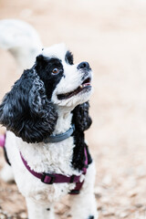 Fototapeta premium pet puppy playing and enjoying the outdoors. Black CokerCocker spaniel american