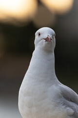 close up of a white dove