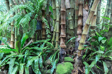 Tropical green leaves background, nature summer forest plant concept