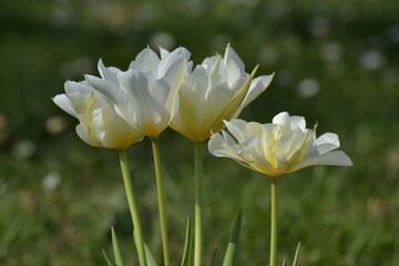 Tulipes blanches dentelées