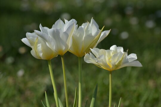 Tulipes blanches dentel&eacute;es