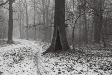 tree with a hole by the road, winter