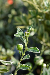 Variegated Jerusalem Cherry
