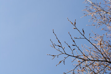 Pyramid hornbeam