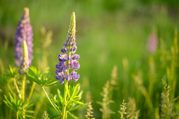 Lupine flowers in garden. Lupine flower on blurred background of green flowering clearing in forest