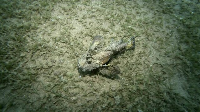 Demon Stinger quickly walks on sandy bottom covered with algae. Bearded Ghoul, Sea Goblin or Devilfish (Inimicus didactylus). 4K-60fps