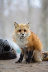 Smiling Fox