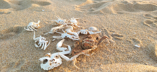 esqueletos de cangrejos blancos en una playa