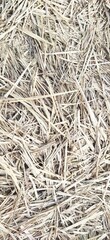  Dry sugarcane grass background. Grass of sugarcane leave in the field 