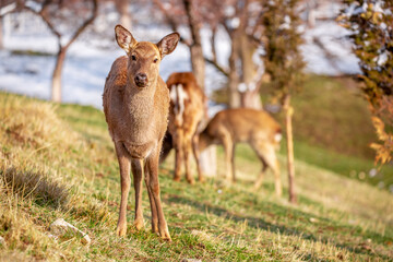 Obraz premium Beautiful spotted deer in the mountains against the background of green grass and snow. Fairytale spring landscape with wild animals.