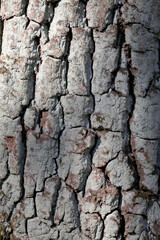 Die Struktur einer Eichenrinde