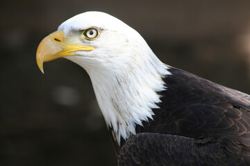 Weißkopfseeadler
