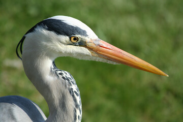 Reiher