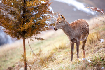Beautiful spotted deer in the mountains against the background of green grass and snow. Fairytale spring landscape with wild animals.