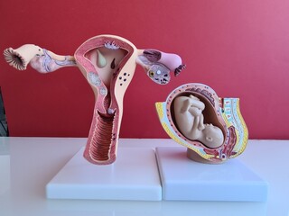 Development of human embryo and female reproductive system.