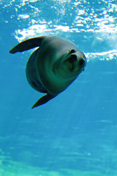 Seel&ouml;we