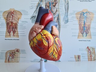 Anatomy of heart and types of heart disease closeup